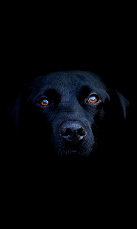 Black Lab Labrador Retriever screenshot #1 480x800