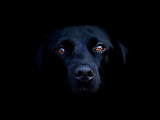 Black Lab Labrador Retriever wallpaper 640x480