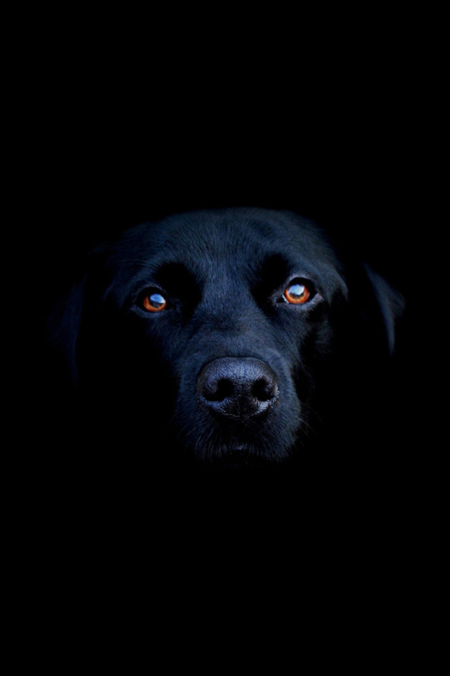 Black Lab Labrador Retriever screenshot #1 640x960