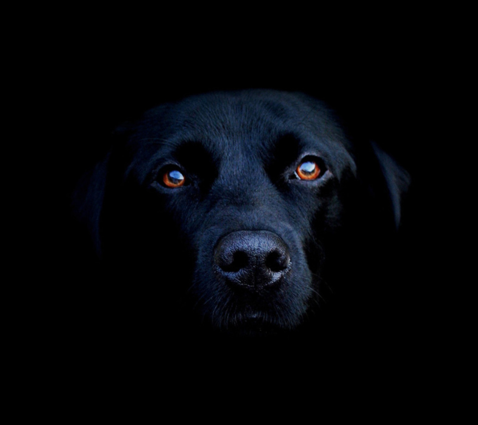 Black Lab Labrador Retriever screenshot #1 960x854