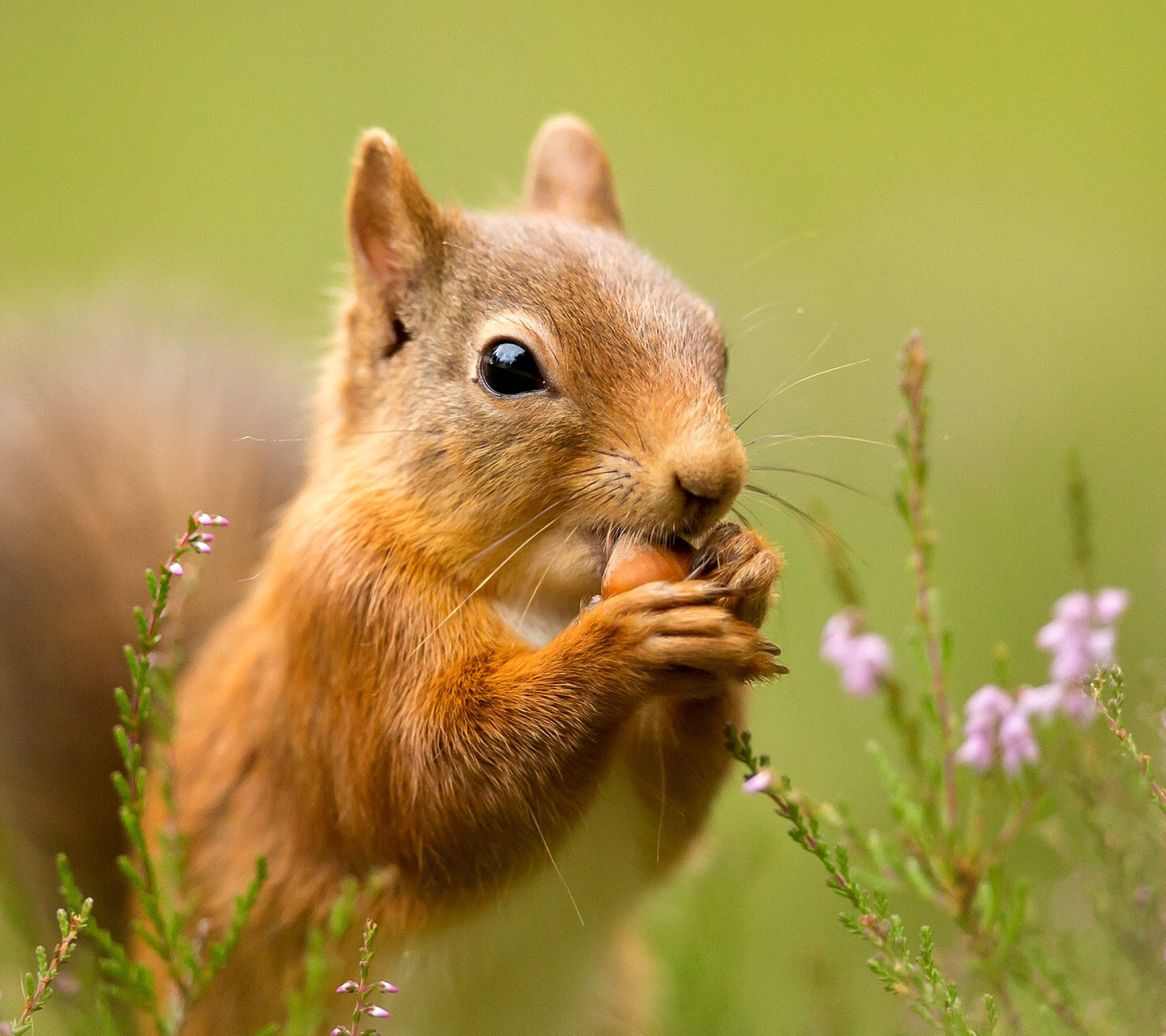 Squirrel Dinner wallpaper 1440x1280