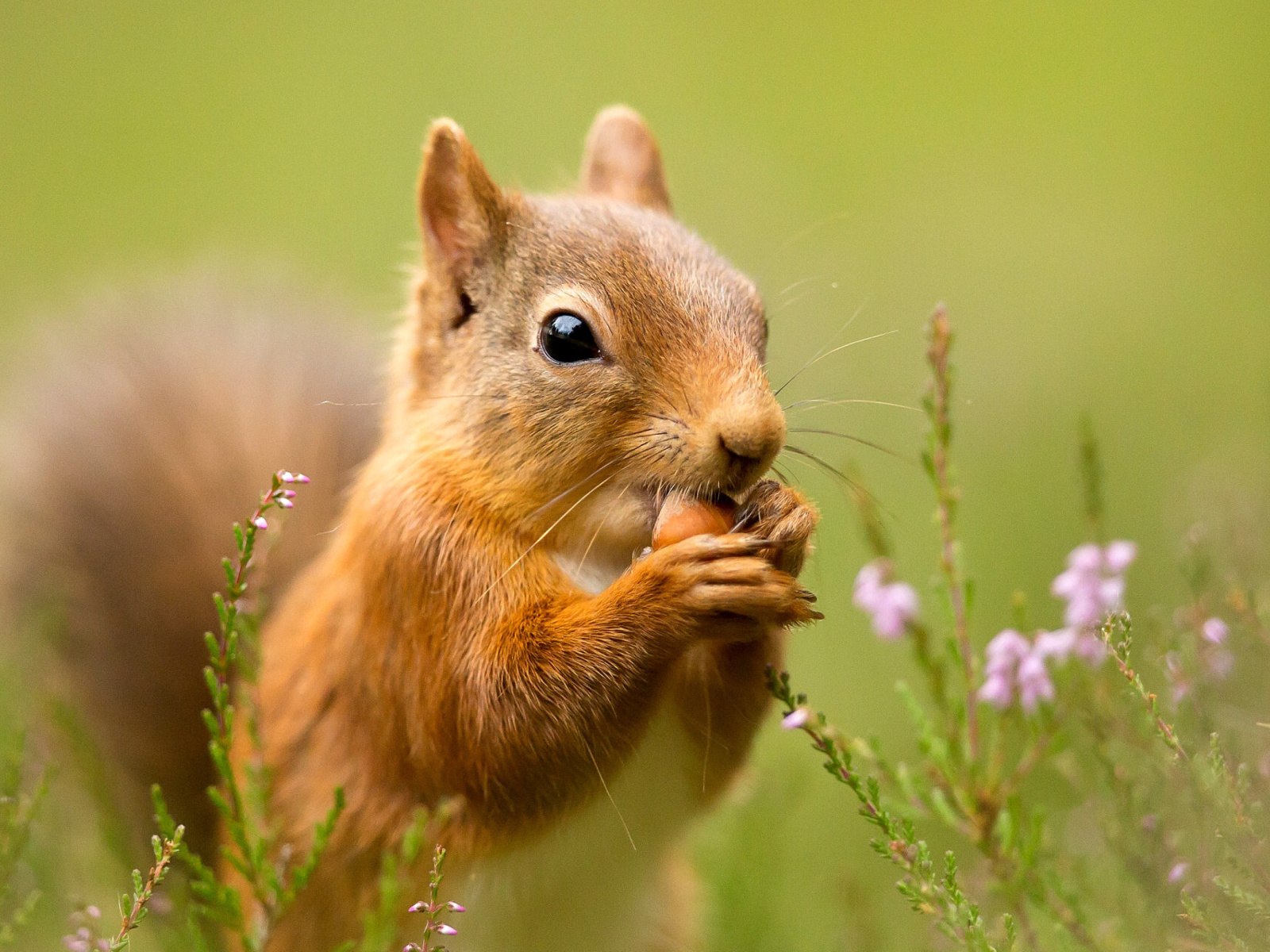 Squirrel Dinner screenshot #1 1600x1200