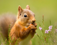 Fondo de pantalla Squirrel Dinner 220x176