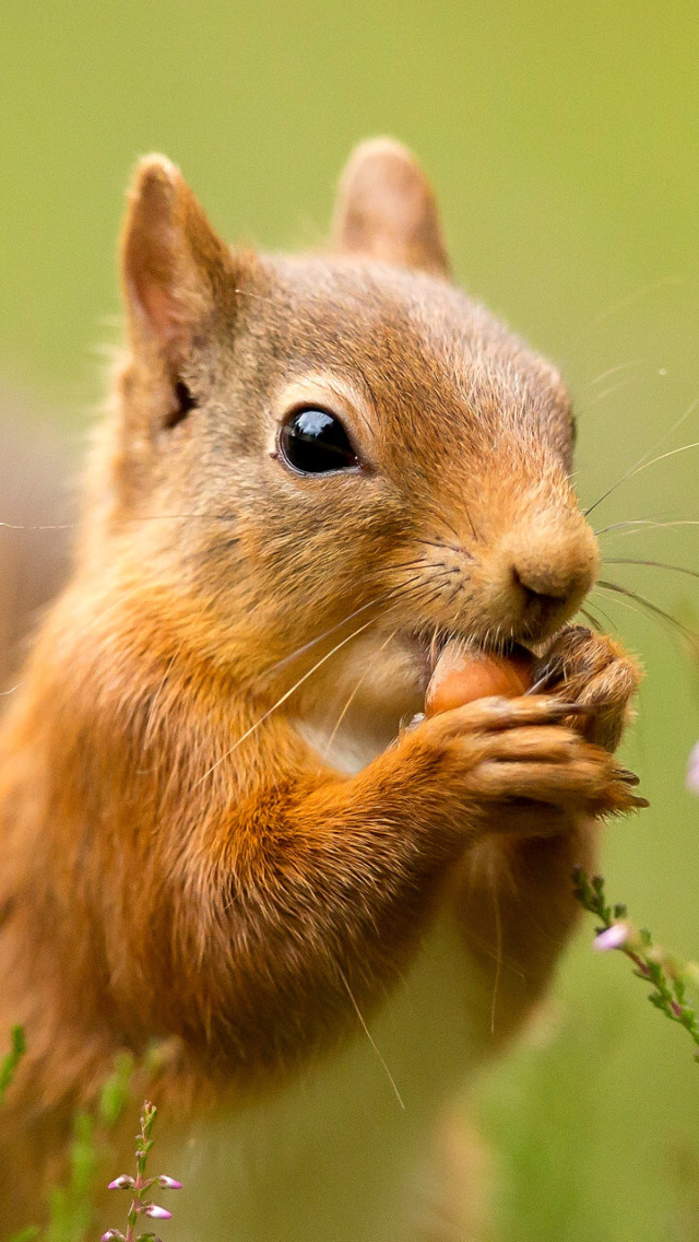 Das Squirrel Dinner Wallpaper 640x1136