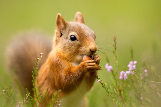 Squirrel Dinner Background for Android, iPhone and iPad