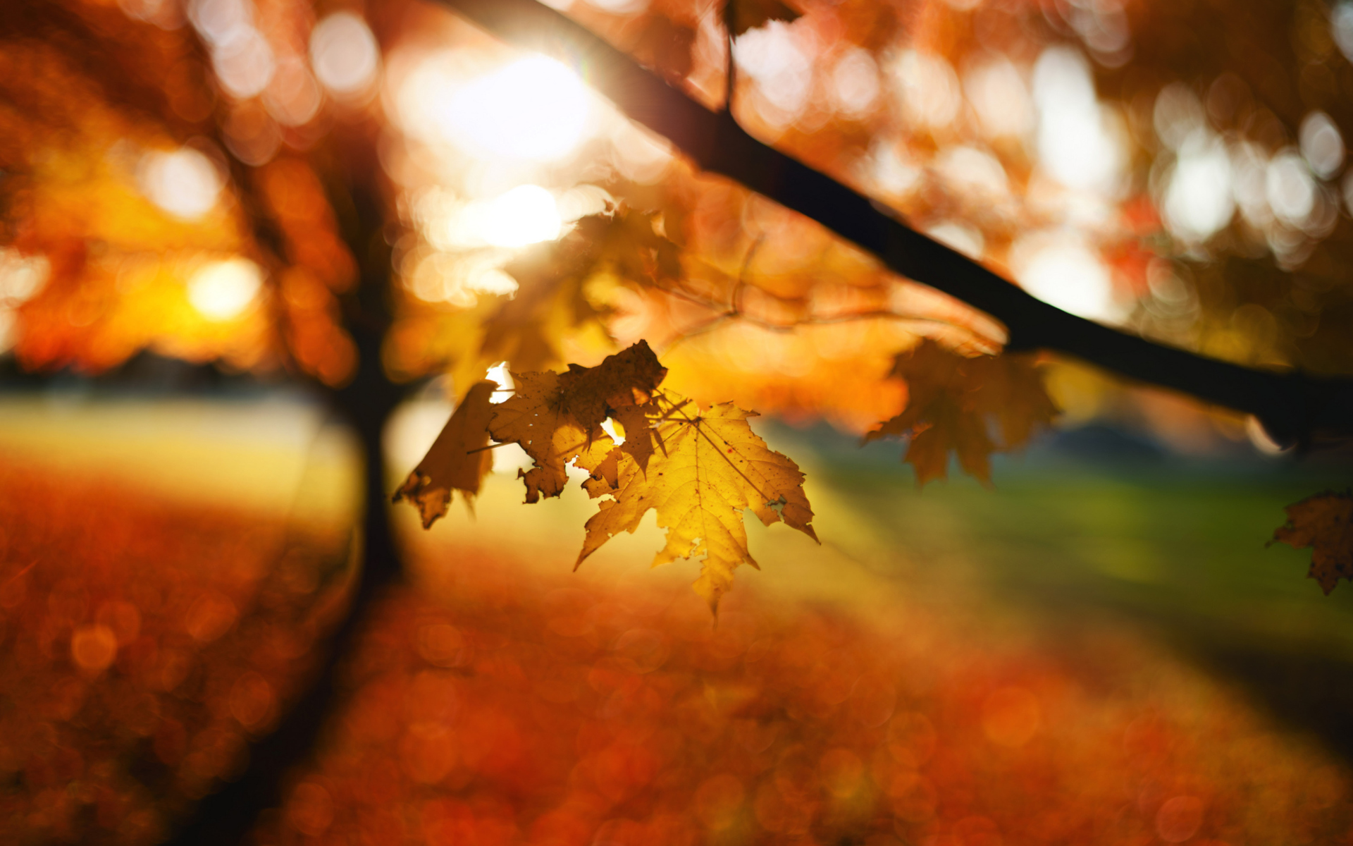 Autumn Bokeh wallpaper 1920x1200