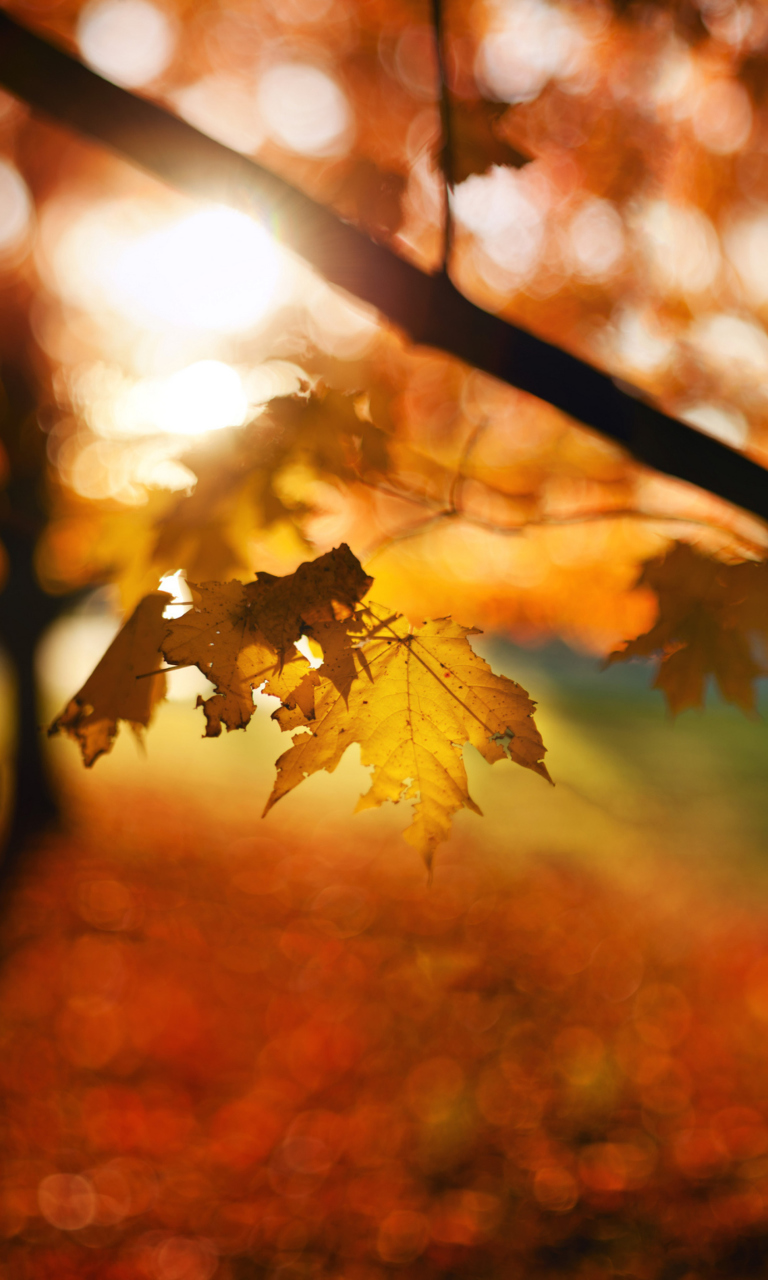 Sfondi Autumn Bokeh 768x1280