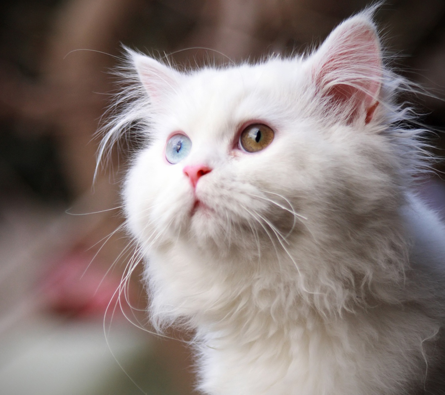 Fondo de pantalla White Cat 1440x1280