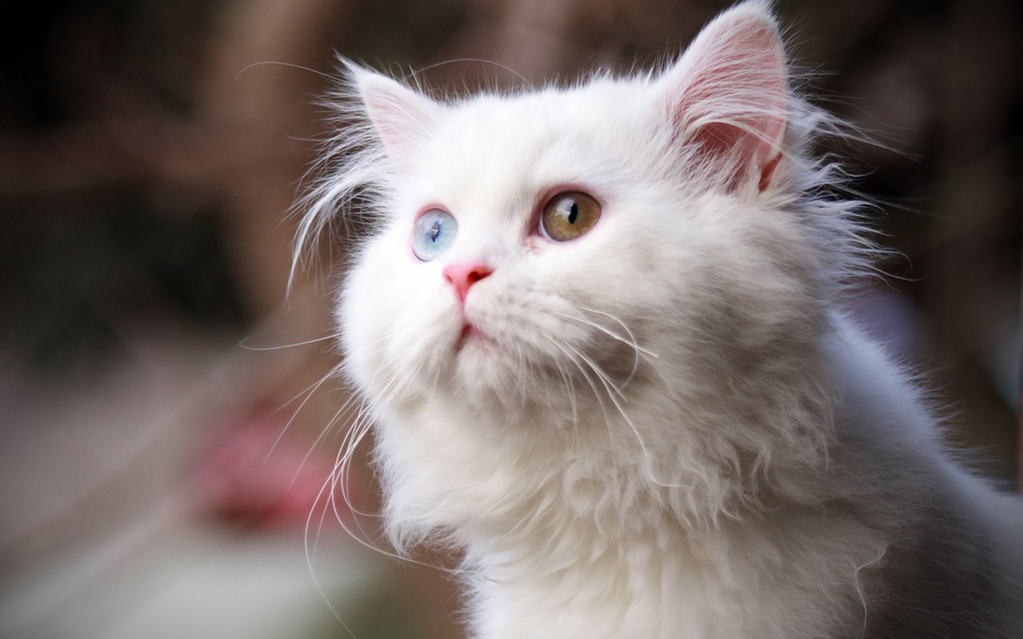 Sfondi White Cat 1440x900