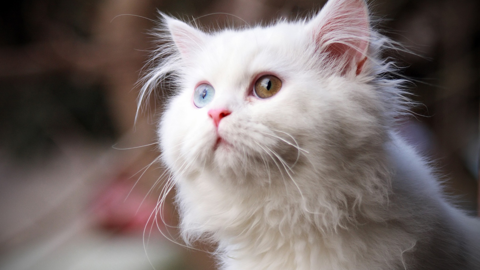 Fondo de pantalla White Cat 1600x900