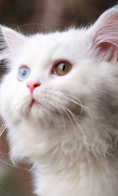 White Cat screenshot #1 240x400