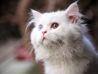 White Cat screenshot #1 320x240