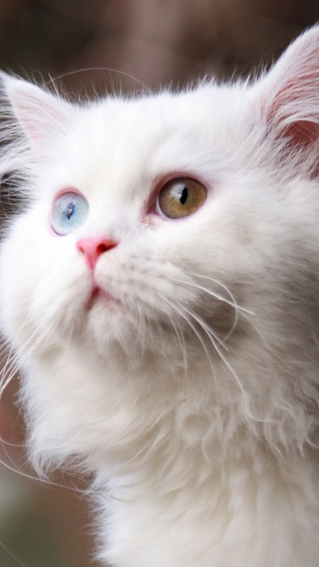 Fondo de pantalla White Cat 360x640