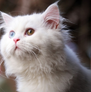 White Cat sfondi gratuiti per iPad mini