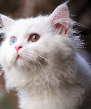 Kostenloses White Cat Wallpaper für HTC Titan