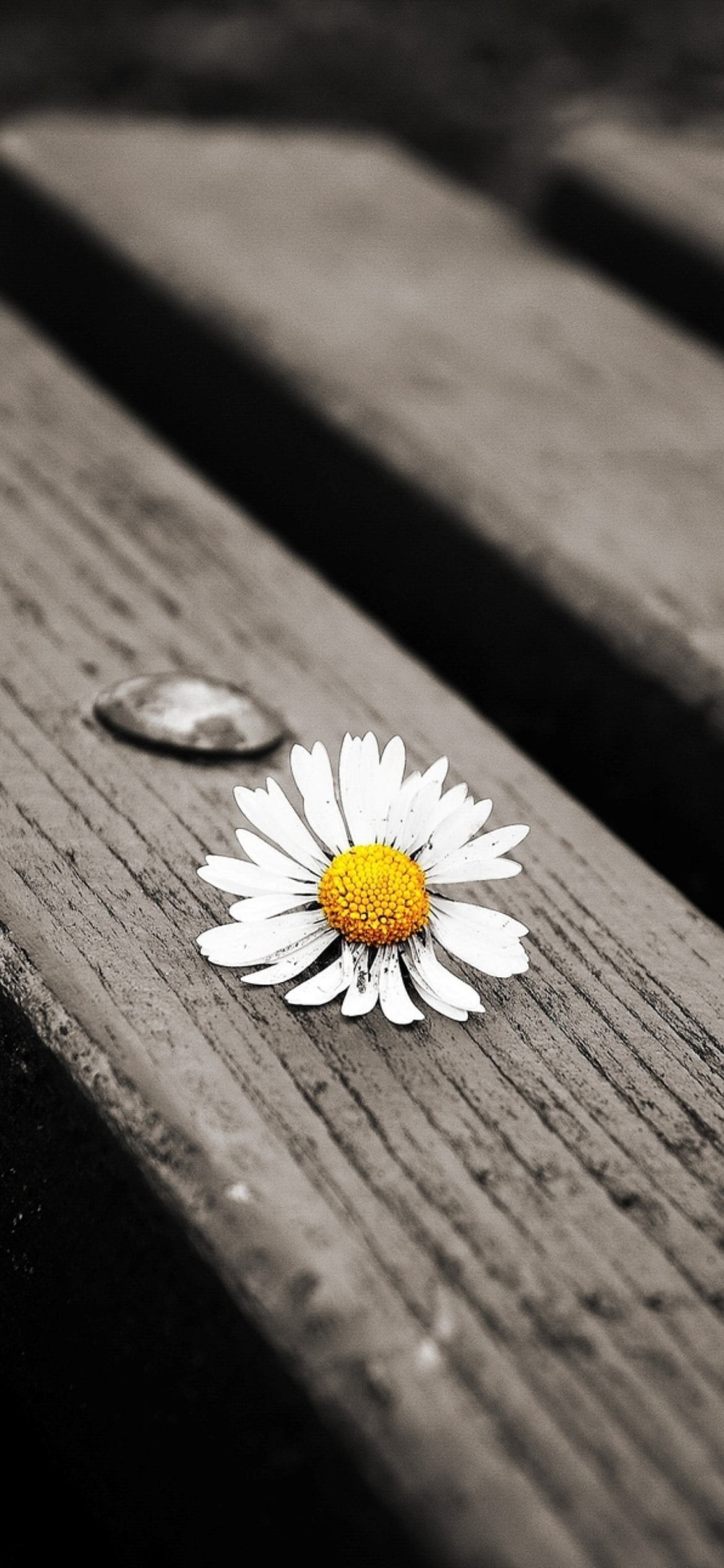 Lonely Daisy On Bench wallpaper 1170x2532