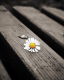 Das Lonely Daisy On Bench Wallpaper 128x160