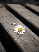 Das Lonely Daisy On Bench Wallpaper 132x176