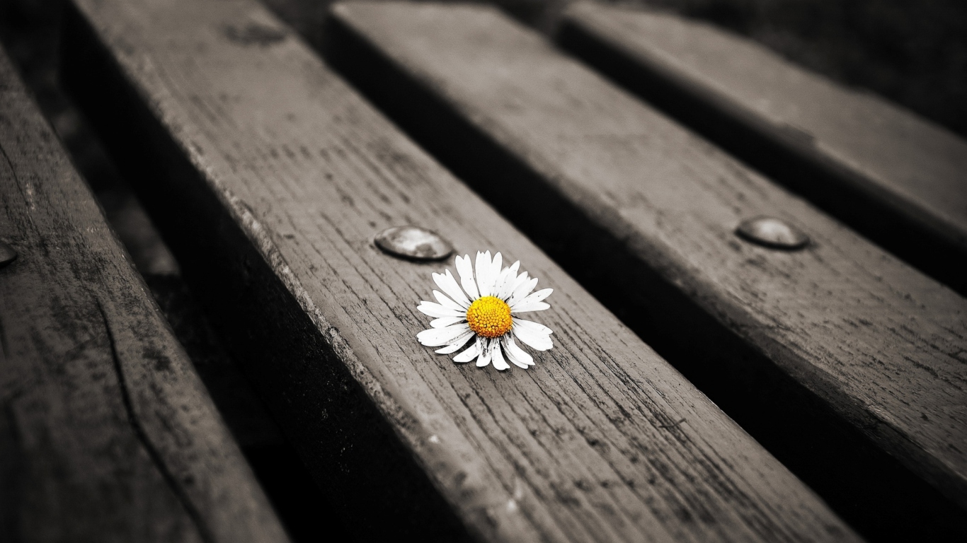 Lonely Daisy On Bench wallpaper 1366x768