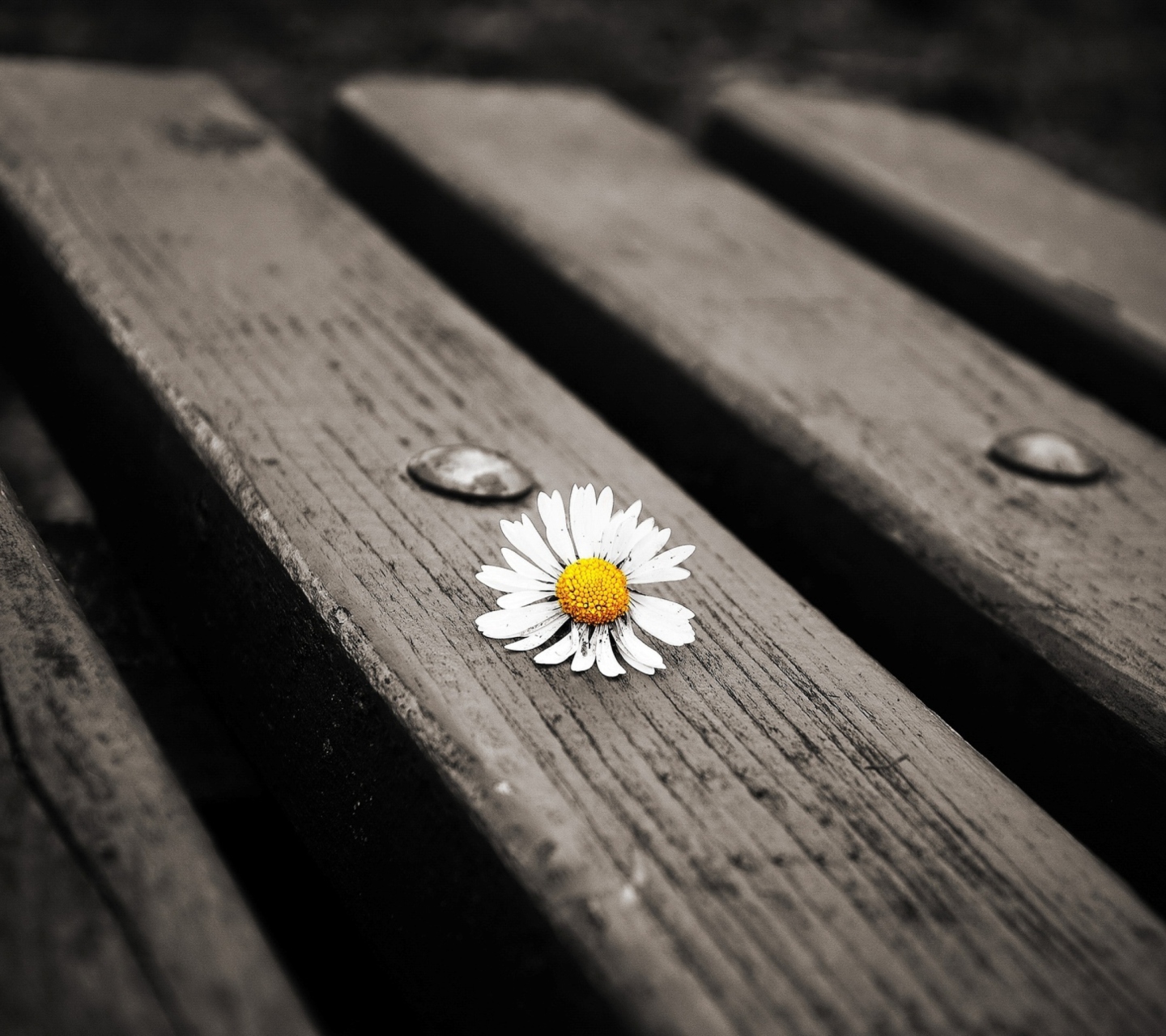 Fondo de pantalla Lonely Daisy On Bench 1440x1280