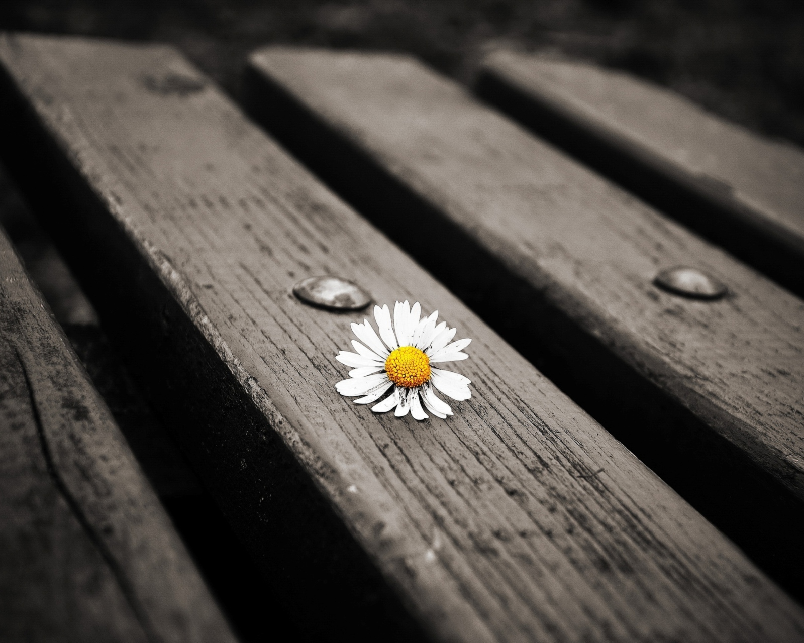 Обои Lonely Daisy On Bench 1600x1280