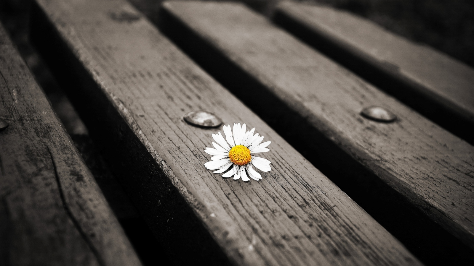 Sfondi Lonely Daisy On Bench 1600x900