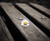 Обои Lonely Daisy On Bench 176x144