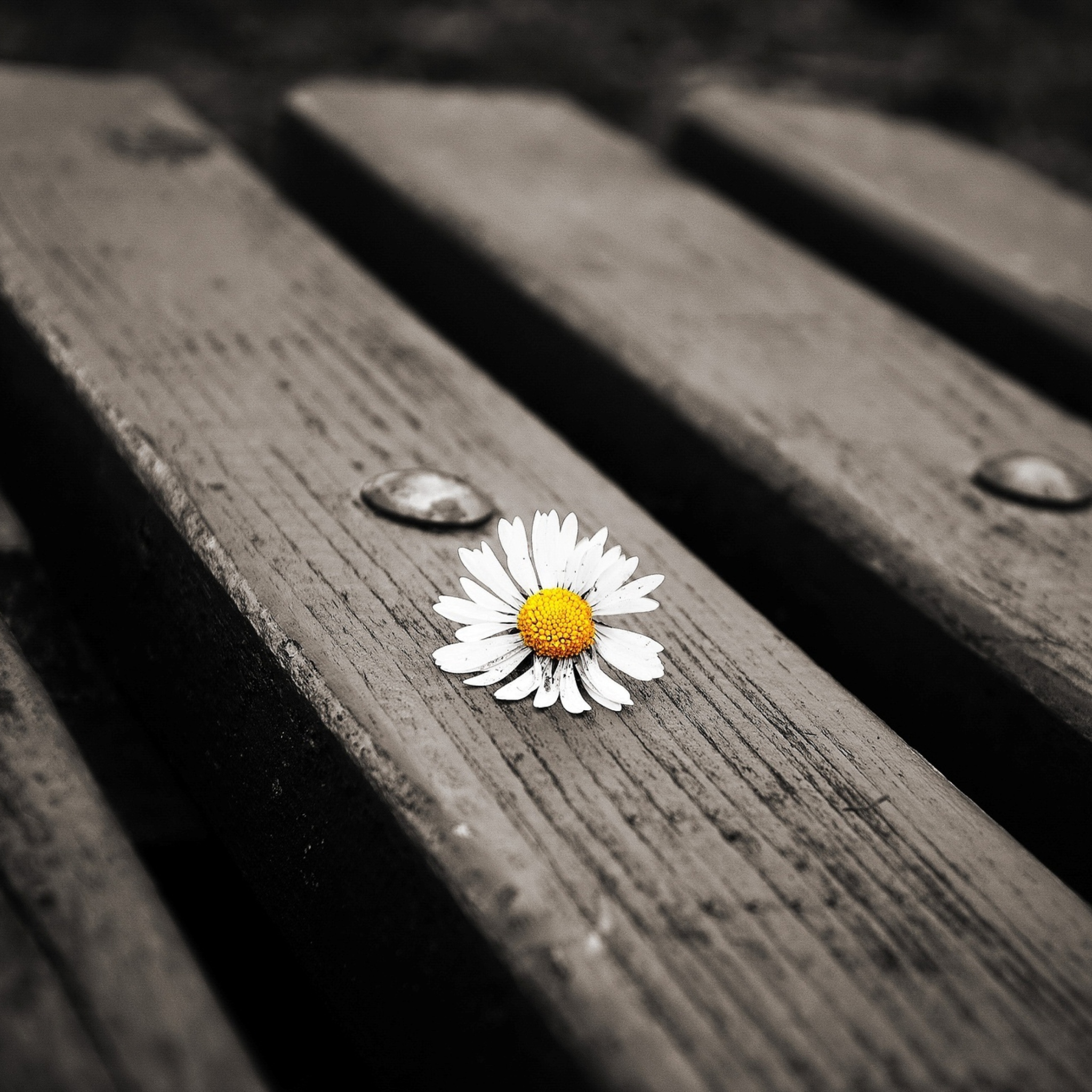 Lonely Daisy On Bench wallpaper 2048x2048