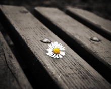 Lonely Daisy On Bench wallpaper 220x176