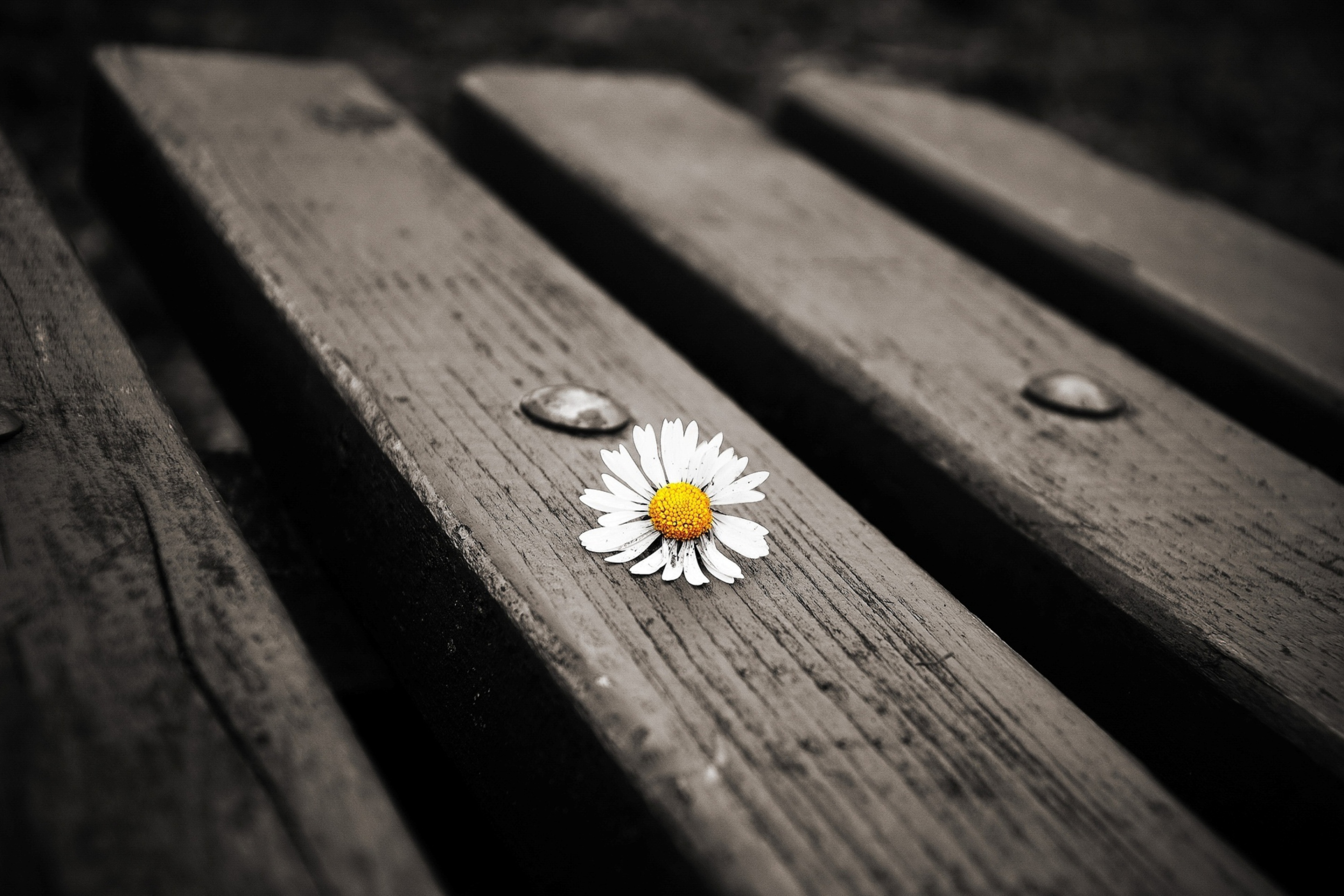 Обои Lonely Daisy On Bench 2880x1920