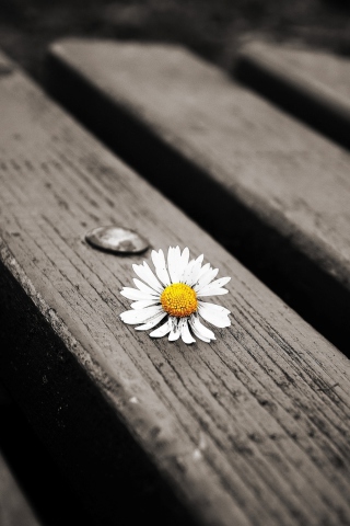 Lonely Daisy On Bench wallpaper 320x480