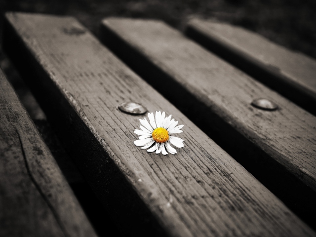 Обои Lonely Daisy On Bench 640x480