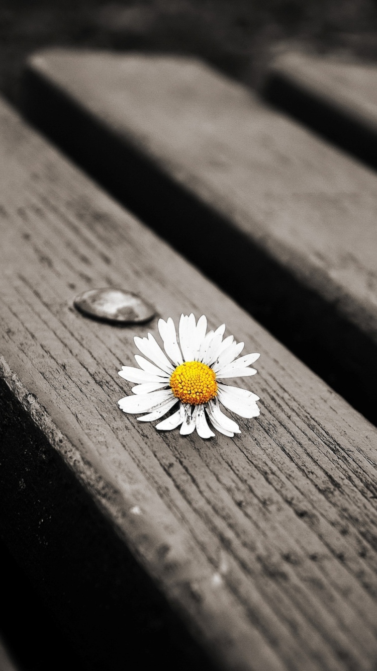 Lonely Daisy On Bench wallpaper 750x1334