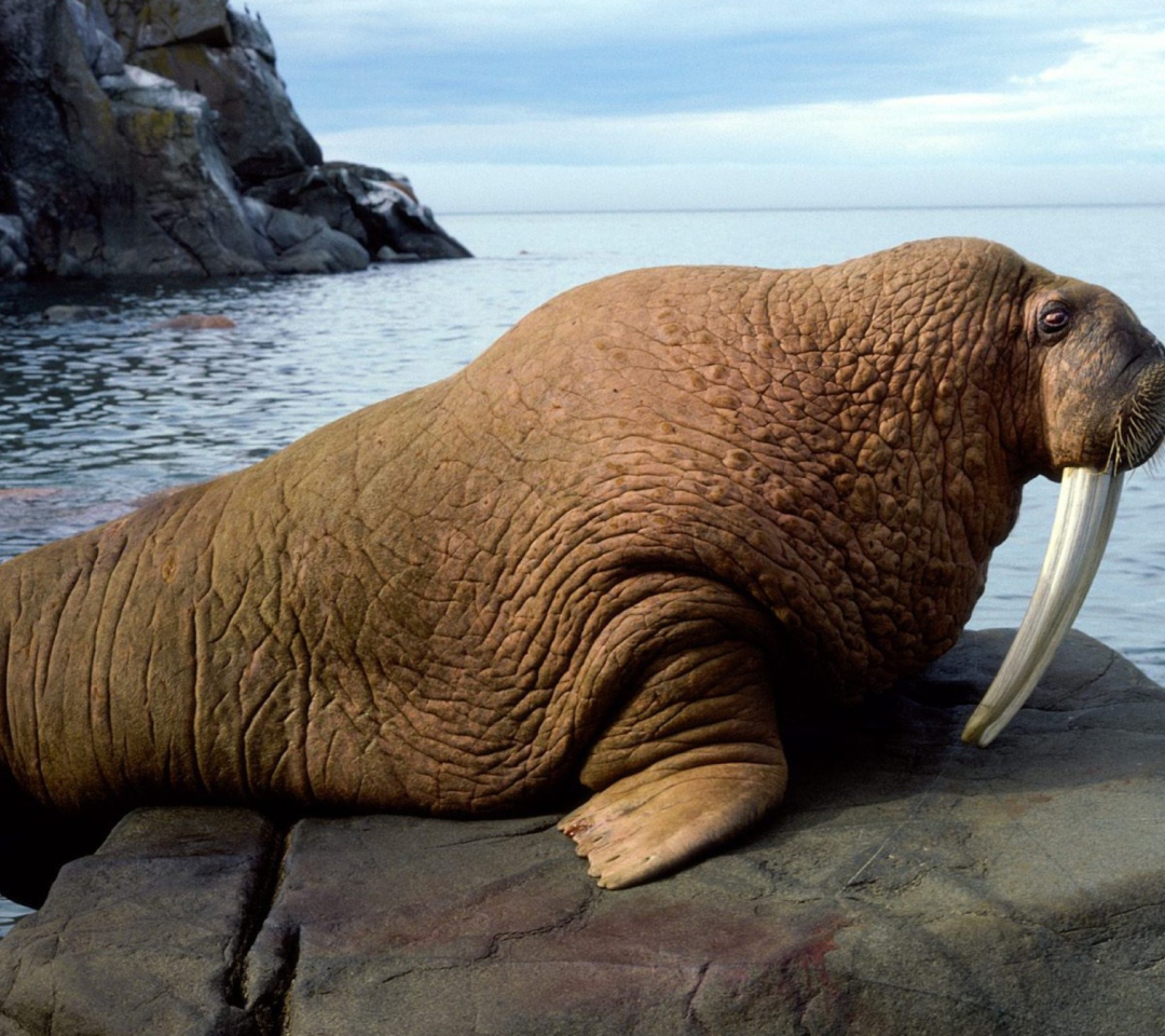 Fondo de pantalla Walrus 1080x960