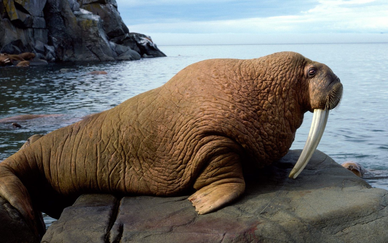 Fondo de pantalla Walrus 1280x800