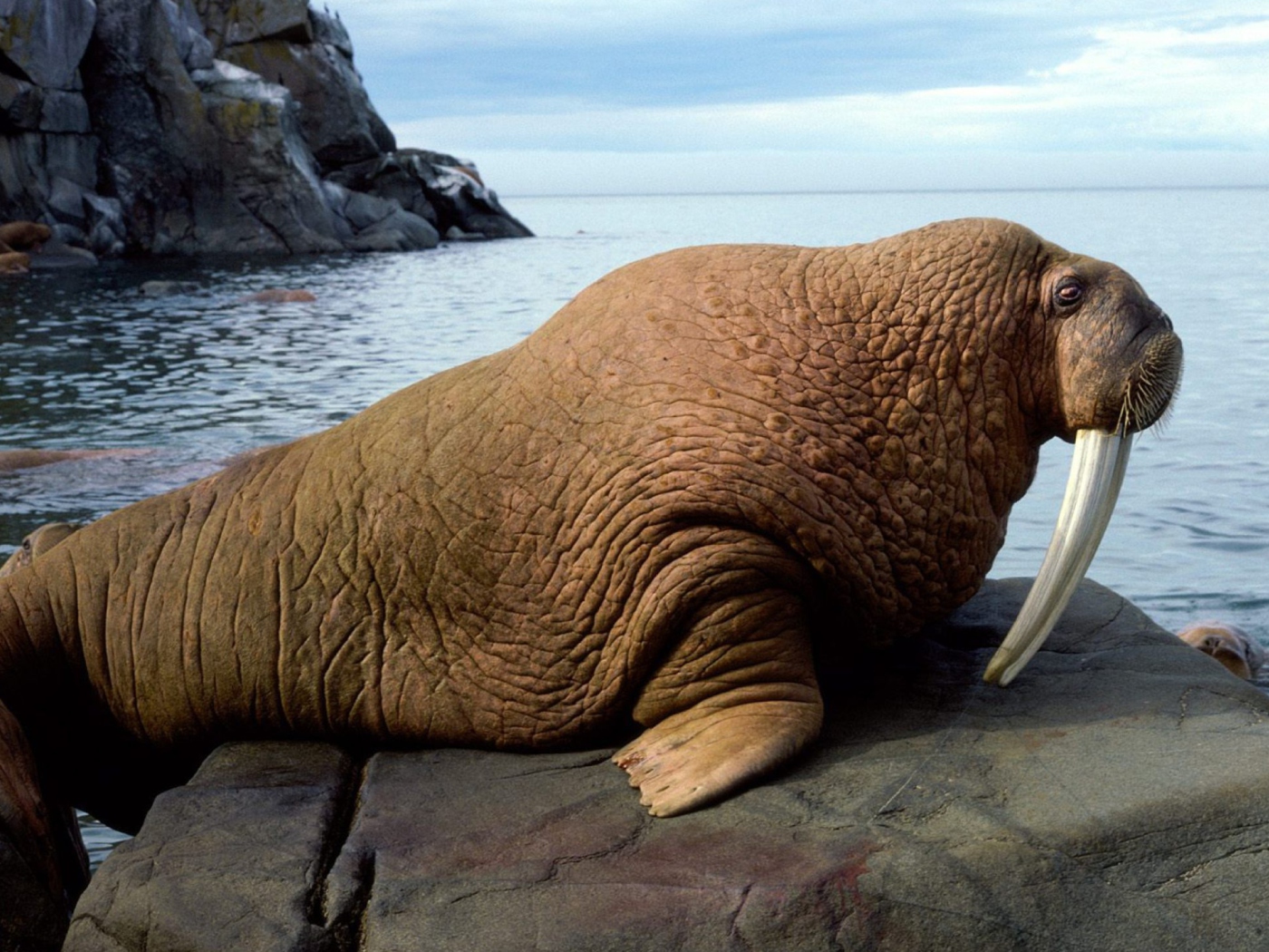 Walrus wallpaper 1400x1050