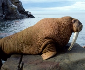 Das Walrus Wallpaper 176x144