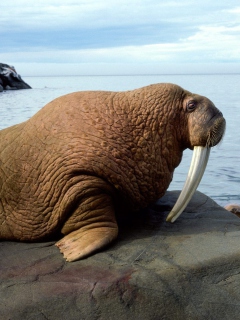 Fondo de pantalla Walrus 240x320