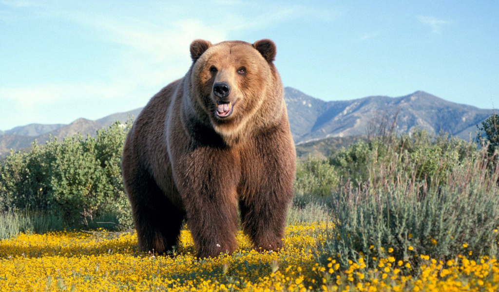 Grizzly Bear wallpaper 1024x600
