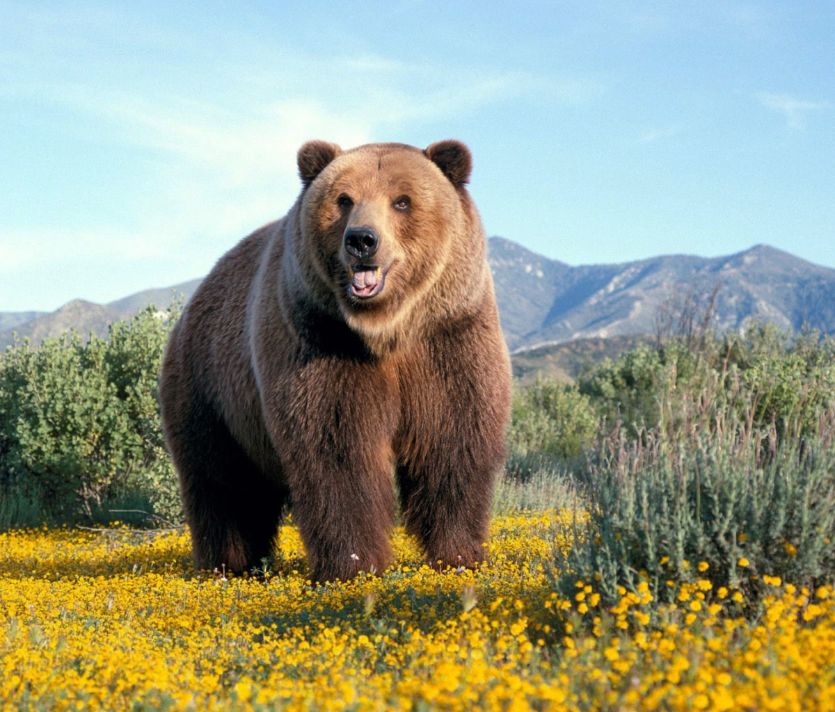 Sfondi Grizzly Bear 1200x1024