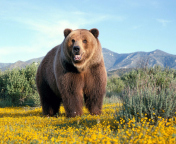 Fondo de pantalla Grizzly Bear 176x144