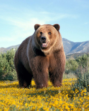 Fondo de pantalla Grizzly Bear 176x220