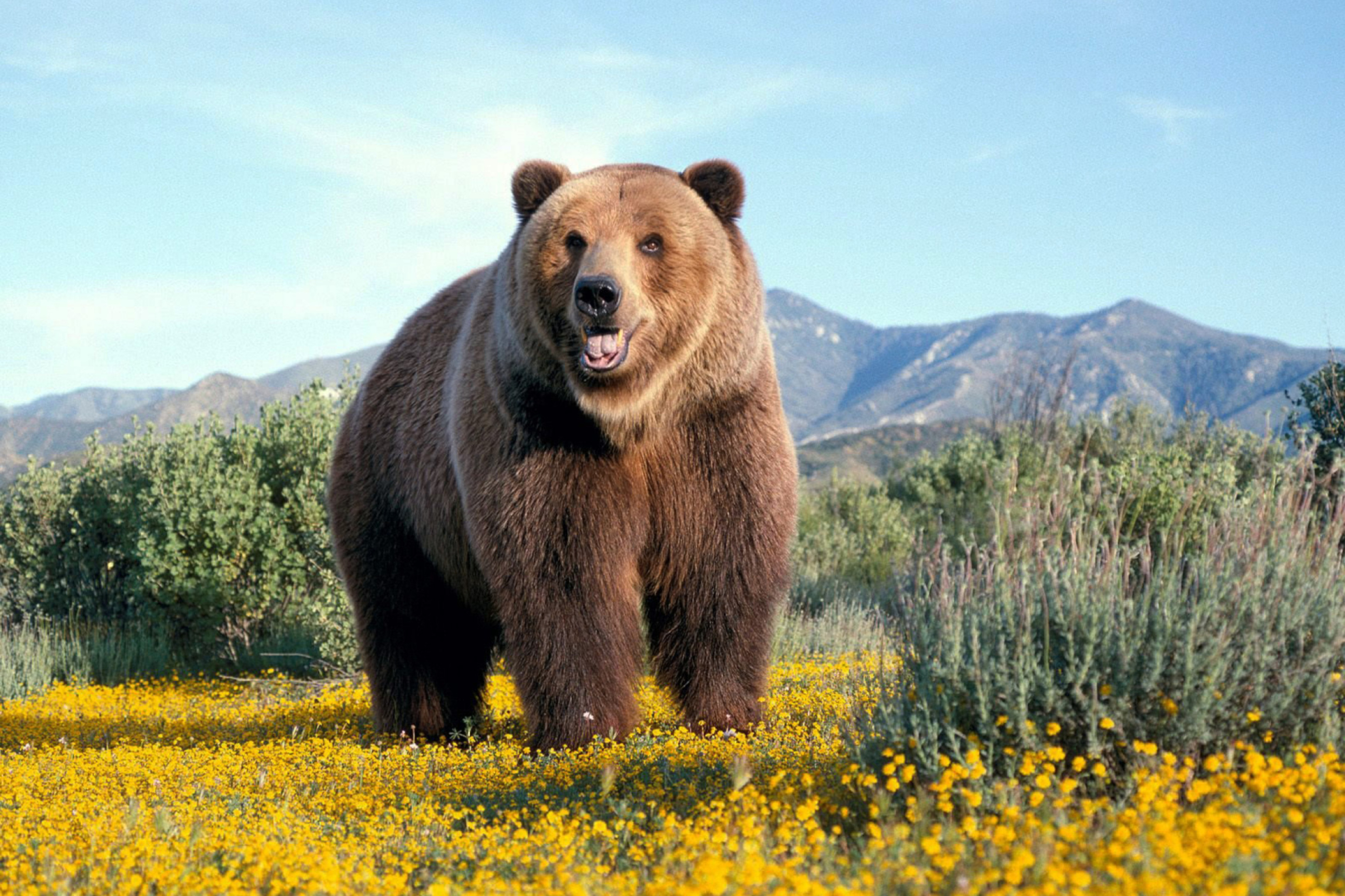 Обои Grizzly Bear 2880x1920