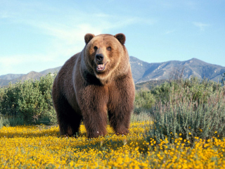 Fondo de pantalla Grizzly Bear 320x240