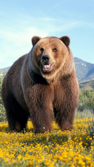 Grizzly Bear wallpaper 360x640