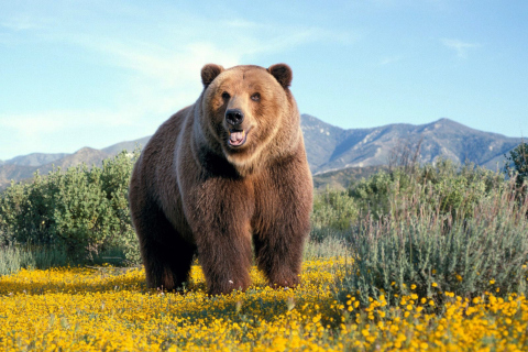 Обои Grizzly Bear 480x320