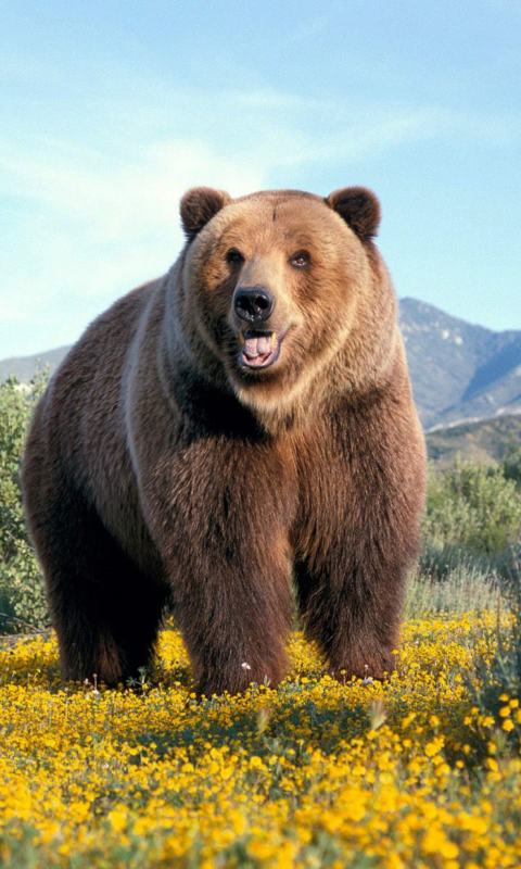 Fondo de pantalla Grizzly Bear 480x800