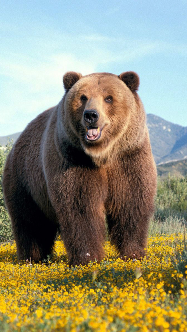 Fondo de pantalla Grizzly Bear 640x1136