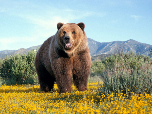 Обои Grizzly Bear 640x480