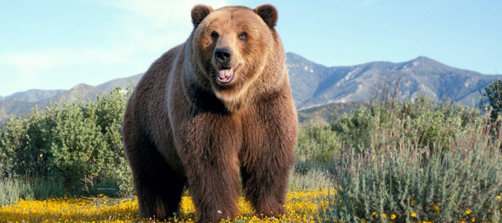 Fondo de pantalla Grizzly Bear 720x320